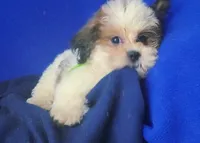 *FLASH SALE* Spencer, a male Shichon for sale in Jackson, TN – 8 of 10