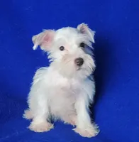 Choco Merle Claira, a female Miniature Schnauzer for sale in Jackson, TN – 2 of 9