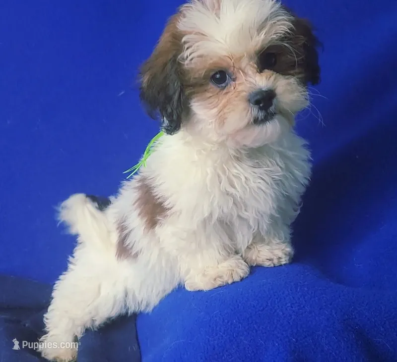 Spencer – Shichon puppy for sale in Jackson, TN