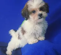*FLASH SALE* Spencer, a male Shichon for sale in Jackson, TN – 1 of 10