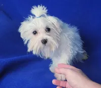 Bentley, a male Maltese for sale in Jackson, TN – 2 of 10