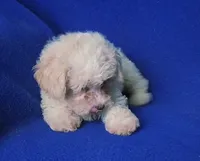 Searcy, a female Poodle - Toy  for sale in Jackson, TN – 4 of 10