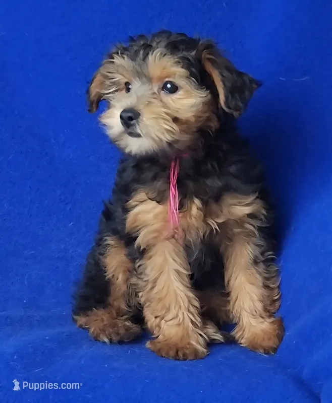 Bindie – Yorkipoo puppy on hold in Jackson, TN