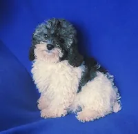 Natalie, a female Poodle - Toy  for sale in Jackson, TN – 6 of 10