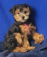 Bindie, a female Yorkipoo for sale in Jackson, TN – 2 of 10