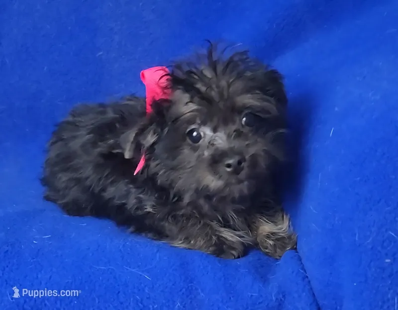 Lyla  – Yorkipoo puppy for sale in Jackson, TN