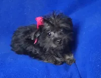 Lyla , a female Yorkipoo for sale in Jackson, TN – 4 of 10