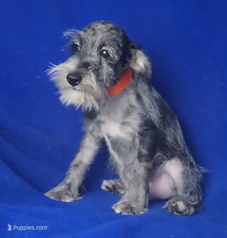 Merle Sebastian – Miniature Schnauzer puppy for sale in Jackson, TN