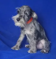 Merle Sebastian, a male Miniature Schnauzer for sale in Jackson, TN – 1 of 10