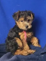 Bindie, a female Yorkipoo for sale in Jackson, TN – 7 of 10