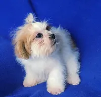 Sterling , a male Shichon for sale in Jackson, TN – 10 of 10