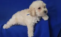 Frankie, a male Bichpoo for sale in Jackson, TN – 7 of 10