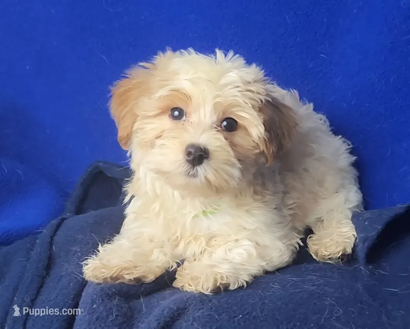 Adalynn – Morkie puppy for sale in Jackson, TN