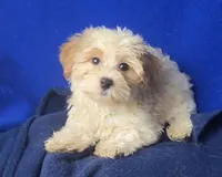 Adalynn, a female Morkie for sale in Jackson, TN – 1 of 10