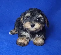 Presley, a male Yorkipoo for sale in Jackson, TN – 6 of 10