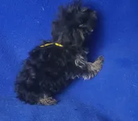 Lindy, a female Yorkipoo for sale in Jackson, TN – 3 of 9