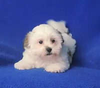 Tallulah , a female Shichon for sale in Jackson, TN – 1 of 10
