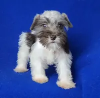 Choco Celine, a female Miniature Schnauzer for sale in Jackson, TN – 7 of 10