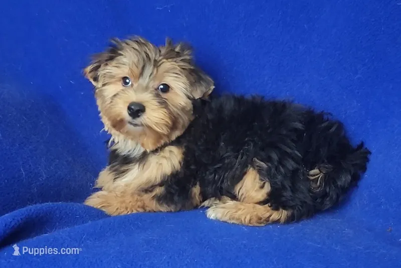 Amelia – Morkie puppy for sale in Jackson, TN