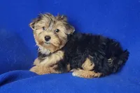 Amelia, a female Morkie for sale in Jackson, TN – 3 of 10