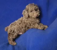 Chocolate Merle Clarence, a male Cockapoo for sale in Jackson, TN – 5 of 10