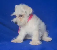 Gertie, a female Schnoodle for sale in Jackson, TN – 8 of 9