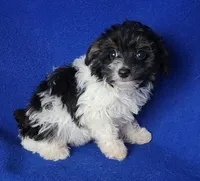 Piper , a female Yorkipoo for sale in Jackson, TN – 8 of 10