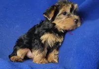 Georgia, a female Yorkshire Terrier for sale in Jackson, TN – 3 of 10