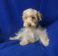  Liver Dewey , a male Yorkshire Terrier for sale in Jackson, TN – 9 of 10