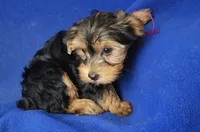 Georgia, a female Yorkshire Terrier for sale in Jackson, TN – 9 of 10