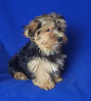Amelia, a female Morkie for sale in Jackson, TN – 9 of 10