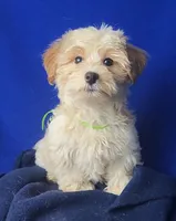 Adalynn, a female Morkie for sale in Jackson, TN – 9 of 10