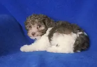 Micah, a male Poodle - Toy  for sale in Jackson, TN – 8 of 9