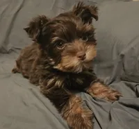 Chocolate Nash, a male Yorkshire Terrier for sale in Jackson, TN – 2 of 9