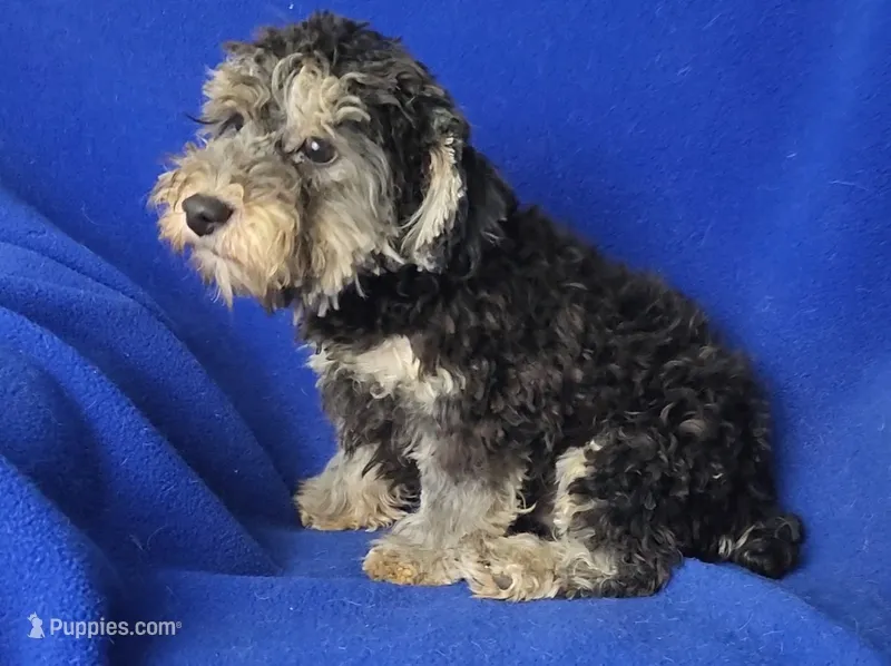Murphy – Yorkipoo puppy for sale in Jackson, TN