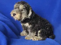 Murphy, a male Yorkipoo for sale in Jackson, TN – 1 of 10
