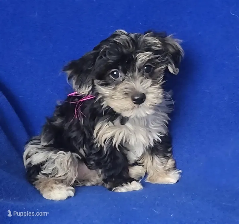 Delilah – Yorkipoo puppy for sale in Jackson, TN