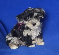 Delilah, a female Yorkipoo for sale in Jackson, TN – Photo 1 of 10