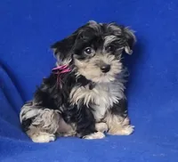 Delilah, a female Yorkipoo for sale in Jackson, TN – Photo 6 of 10