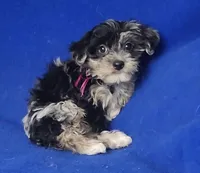 Delilah, a female Yorkipoo for sale in Jackson, TN – Photo 5 of 10