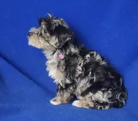 Delilah, a female Yorkipoo for sale in Jackson, TN – Photo 9 of 10