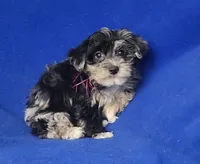 Delilah, a female Yorkipoo for sale in Jackson, TN – Photo 8 of 10
