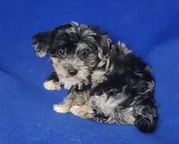 Delilah, a female Yorkipoo for sale in Jackson, TN – Photo 7 of 10