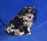 Delilah, a female Yorkipoo for sale in Jackson, TN – Photo 4 of 10