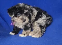 Delilah, a female Yorkipoo for sale in Jackson, TN – Photo 10 of 10