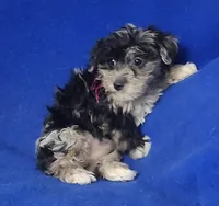 Delilah, a female Yorkipoo for sale in Jackson, TN – Photo 2 of 10