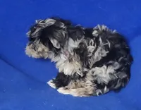 Delilah, a female Yorkipoo for sale in Jackson, TN – Photo 3 of 10