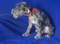 Merle Sebastian, a male Miniature Schnauzer for sale in Jackson, TN – 5 of 10