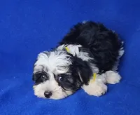 Pilot, a male Yorkipoo for sale in Jackson, TN – 9 of 10
