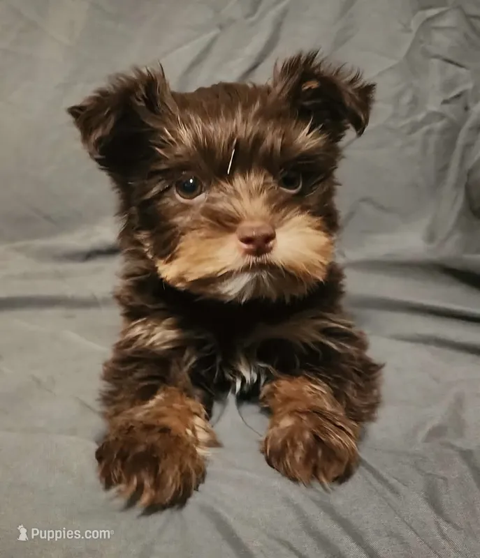 Chocolate Nash – Yorkshire Terrier puppy for sale in Jackson, TN